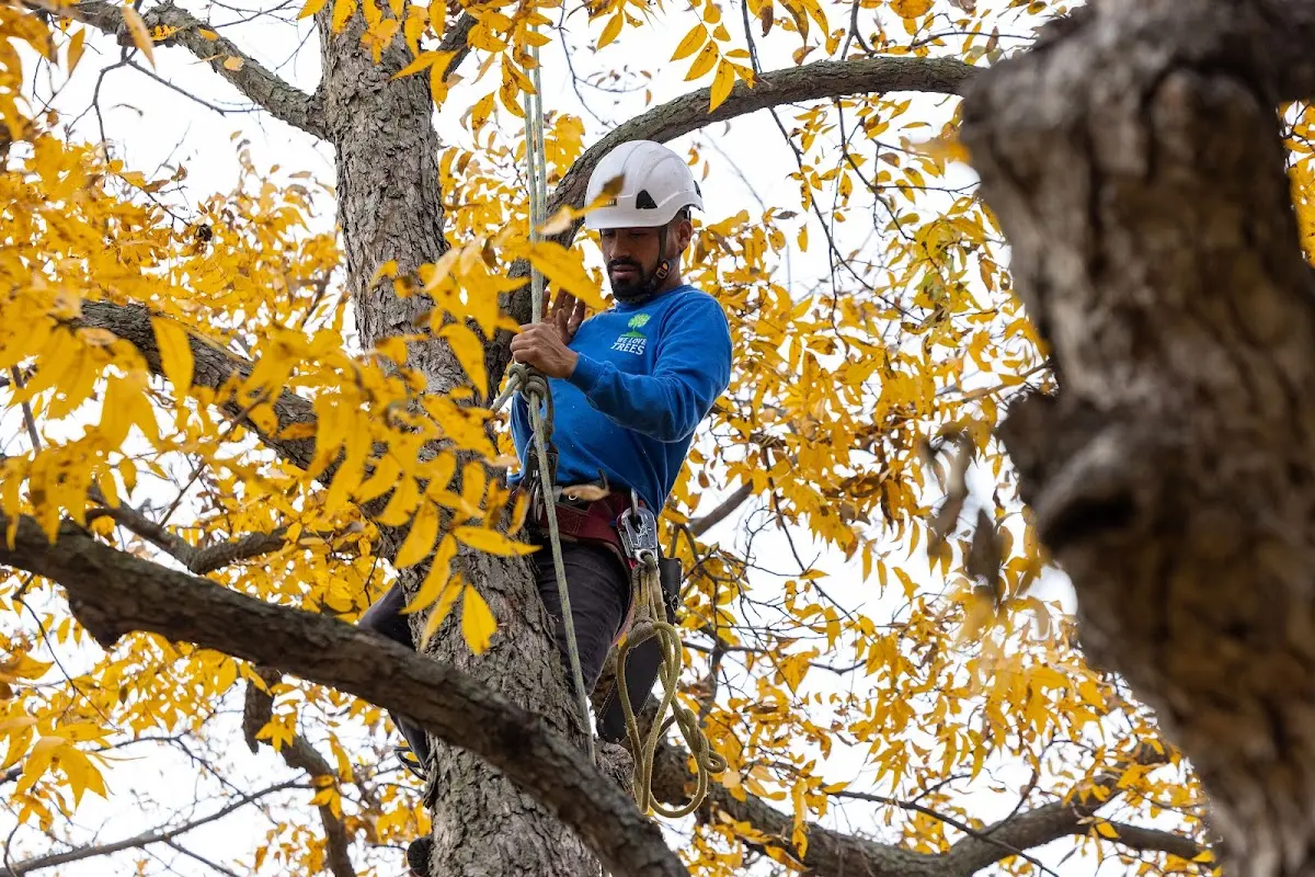 Skilled Tree Pruning crew working in Oliveburg