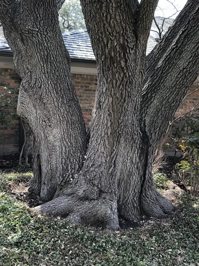 Mature heritage tree close to a Oliveburg property cared for by certified arborists